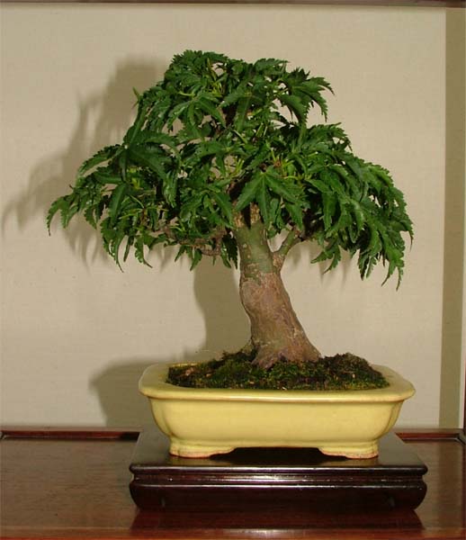 Shishigashira Shohin