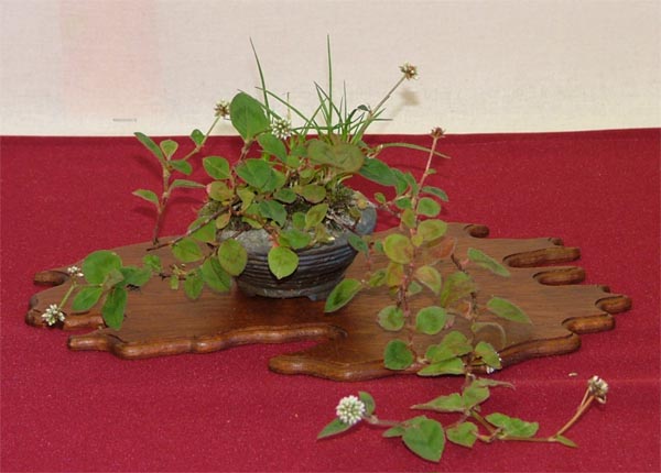 DSCF5221k.jpg