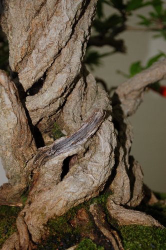 DSC_1004.JPG