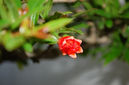 DSC_1007.JPG