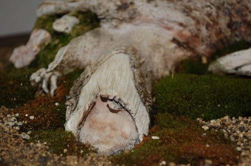 DSC_1030.JPG