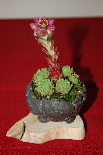 DSC_1135.JPG