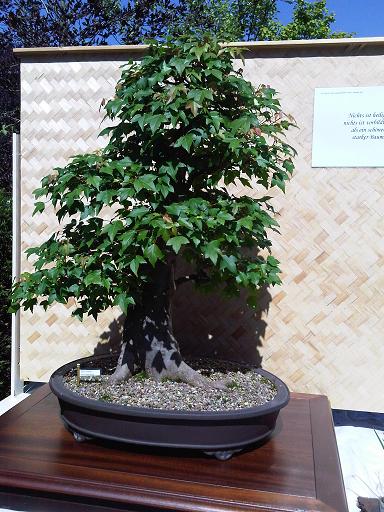 IMG00182-20090613-1609.jpg