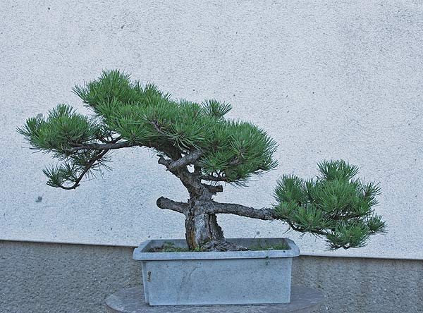 der Rohbaum