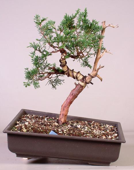 Juniperus106  20-6-2009.JPG