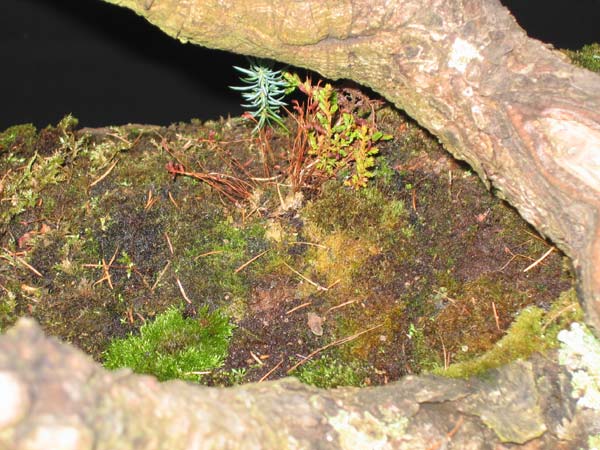 Hat sich selbst gepflanzt (Erica+Juniperus)