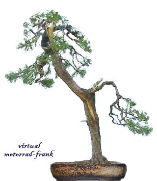 virtual-käflein-kiefer09.jpg