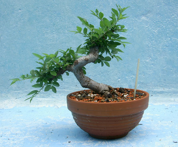Noch kein Bonsai, aber auf dem Weg zum brauchbaren Shohin. :)