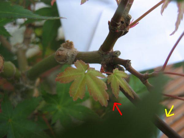Roter Pfeil: Gemeintes Blattpaar <br />Gelber Pfeil: Zu schneidender Ast