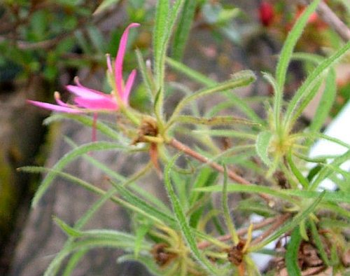 Linearifolium.jpg