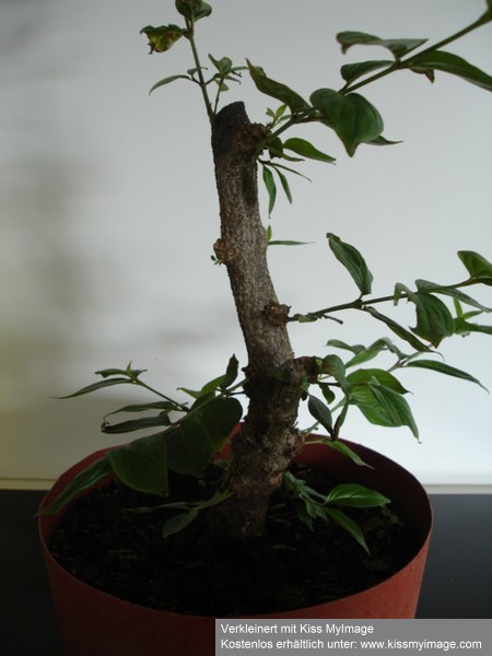 DSC01811_klein.jpg