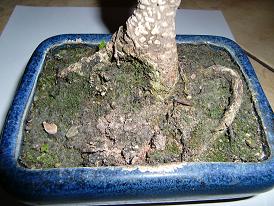 Bonsai - Boden.JPG