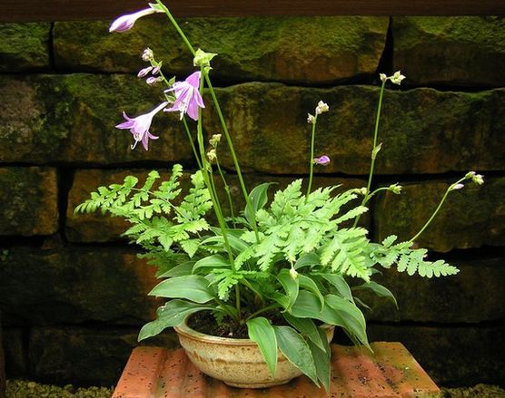 Farn, Hosta neue Bilder 846270.jpg