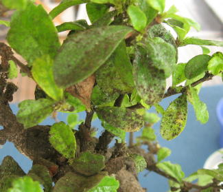 bonsai 1.jpg