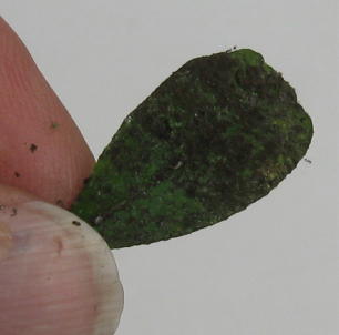 bonsai 2.jpg