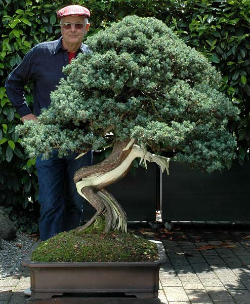 c) Juniperus communis.jpg