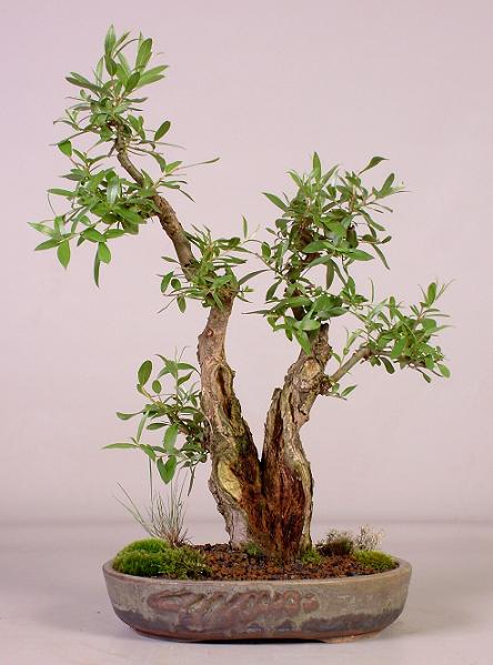 salix106  20-6-2009.JPG