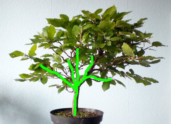 (a) Besenform
