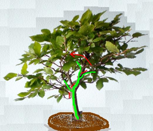 buche_1.jpg