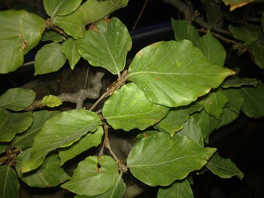blatt.JPG