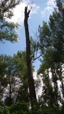 Weide 3.JPG