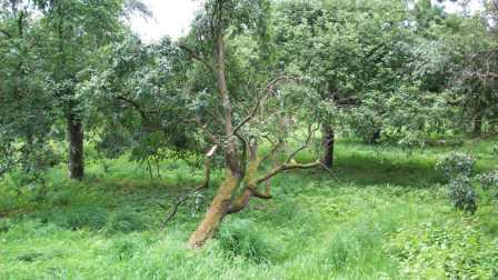Apfelbaum 1.JPG