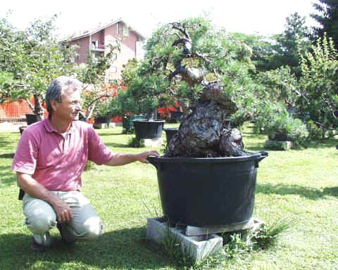 Pinus sylv. - Valerio Gianotti.jpg