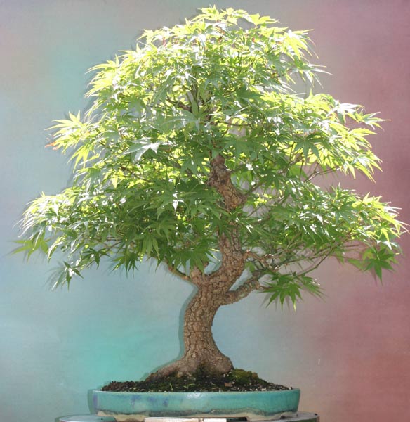 palmatum-arakawa.jpg