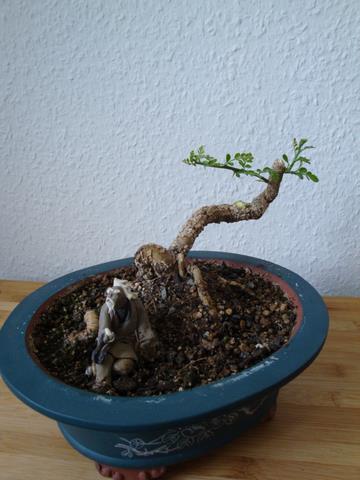 ... Nacher 25.07.09