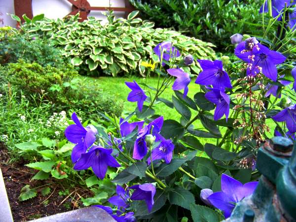 RalfJuli2009_Garten4.jpg