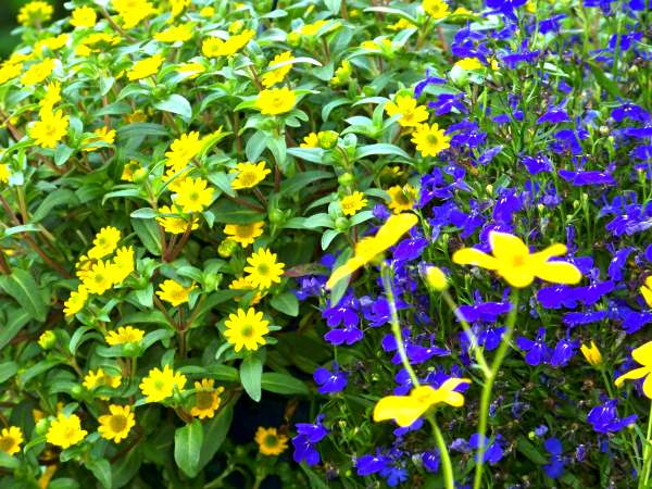 RalfJuli2009_Garten5.jpg