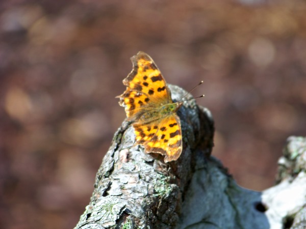 RalfJuli2009_Garten1.jpg