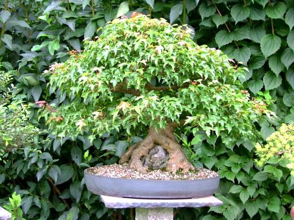 RalfJuli2009_Garten10.jpg