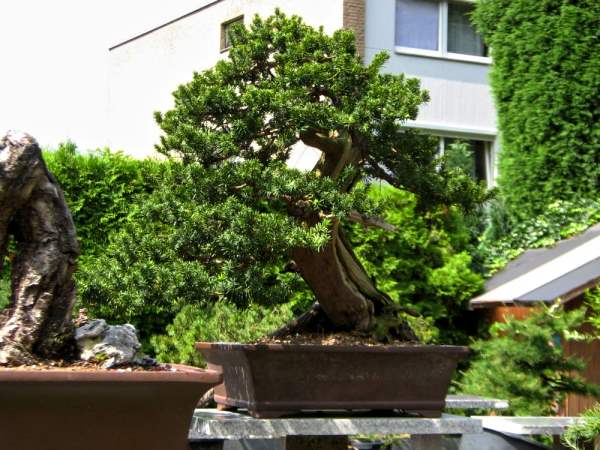 RalfJuli2009_Garten14.jpg