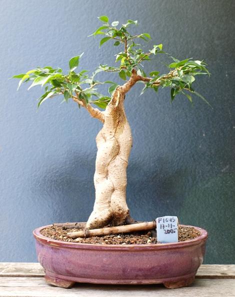 ficus baum1.JPG
