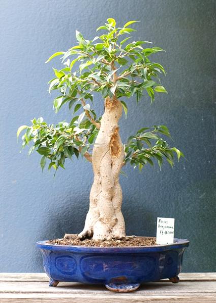 ficus baum2.JPG