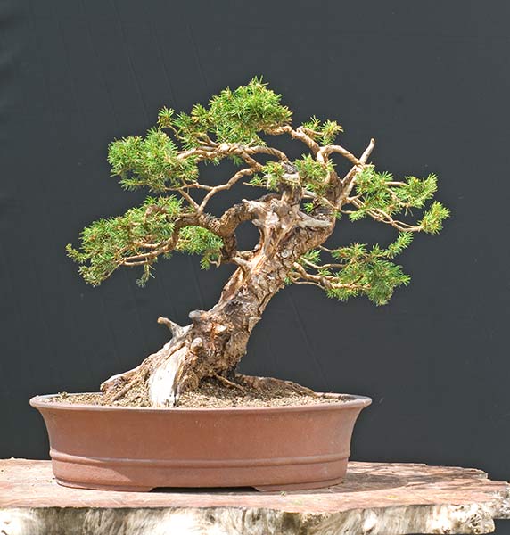 2009-07-NSC_8012v.jpg