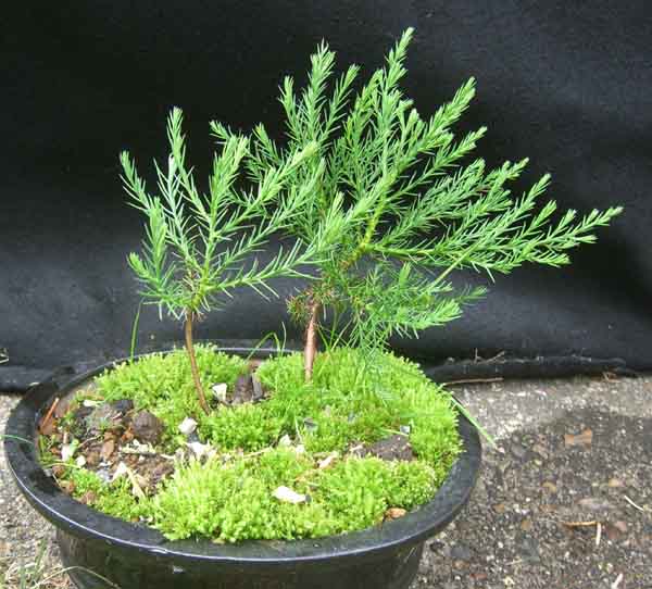 mammutbaum2_20090801_klein.jpg