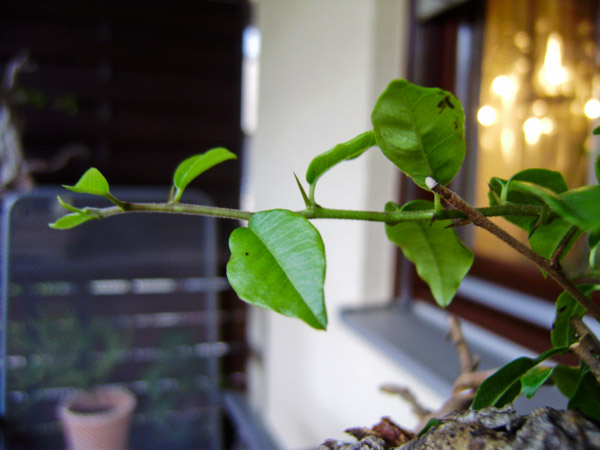 P8030031.JPG