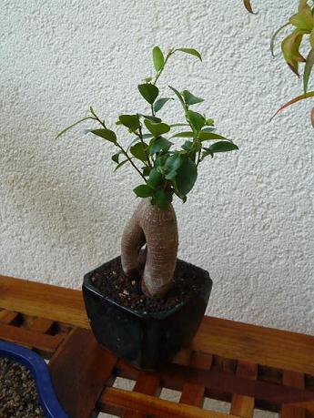 Ficus Ret. Kartoffel.JPG