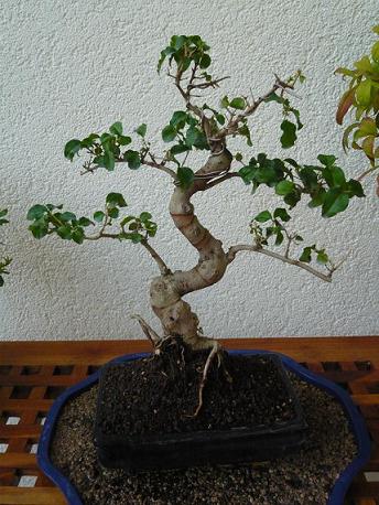 Liguster nach Umsetzen.JPG