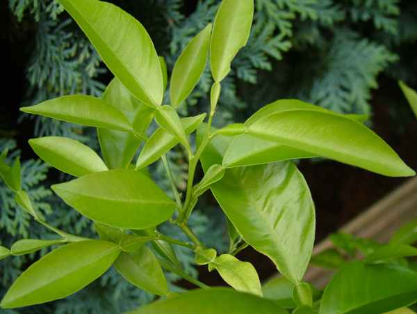Citrus Limon.jpg
