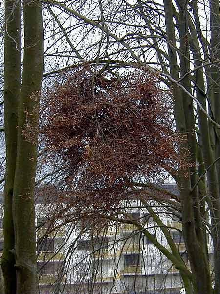 Buchenhexenbesen.jpg