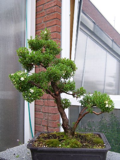 Myrte3_400x533.JPG