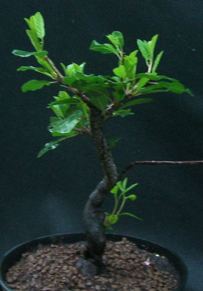 Faulbaum_20090810_vorne2_klein.jpg