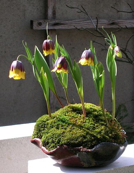 Fritillaria_michailovskyi.jpg