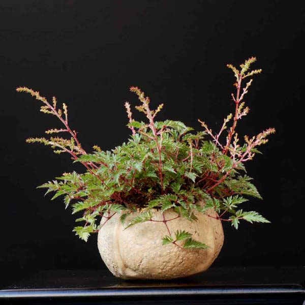 Astilbe2_kusa51.jpg