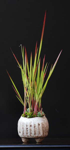 Blutgras_kusat51.jpg