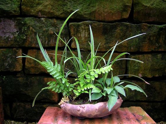 Farn, Gras, Hosta_GV.jpg