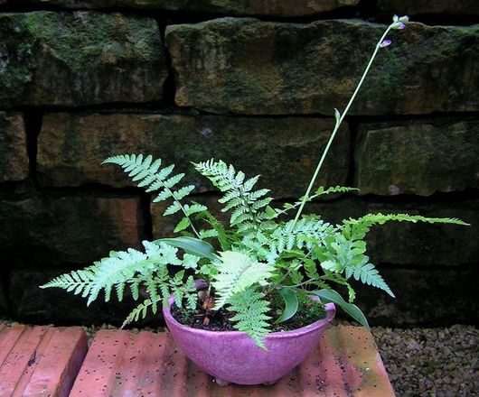 Farn, Hosta2_GV.jpg